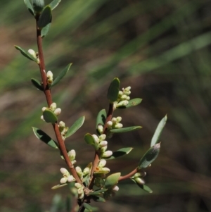 Monotoca scoparia at Tennent, ACT - 18 Feb 2016 12:05 PM