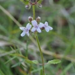 Mentha diemenica (Wild Mint, Slender Mint) at Tennent, ACT - 17 Feb 2016 by KenT