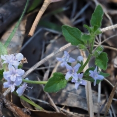 Mentha diemenica at Tennent, ACT - 18 Feb 2016 09:51 AM