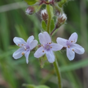 Mentha diemenica at Tennent, ACT - 18 Feb 2016 09:51 AM