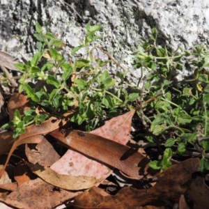 Mentha diemenica at Tennent, ACT - 18 Feb 2016 09:51 AM