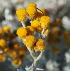 Chrysocephalum semipapposum (Clustered Everlasting) at Tennent, ACT - 18 Feb 2016 by KenT