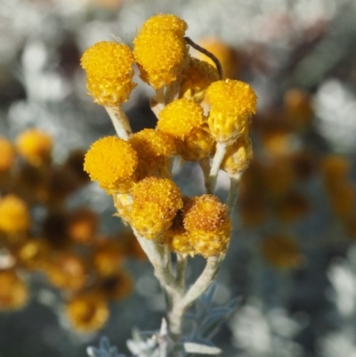 Chrysocephalum semipapposum (Clustered Everlasting) at Tennent, ACT - 18 Feb 2016 by KenT