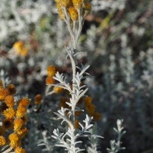 Chrysocephalum semipapposum at Tennent, ACT - 18 Feb 2016