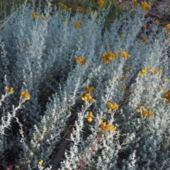 Chrysocephalum semipapposum at Tennent, ACT - 18 Feb 2016