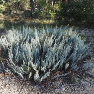 Chrysocephalum semipapposum at Tennent, ACT - 18 Feb 2016