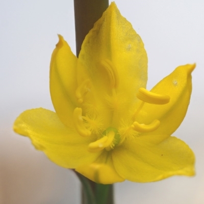 Bulbine glauca (Rock Lily) at Tennent, ACT - 17 Feb 2016 by KenT