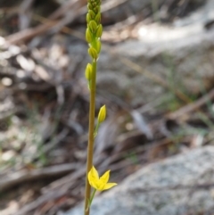 Bulbine glauca at Tennent, ACT - 18 Feb 2016