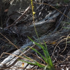 Bulbine glauca at Tennent, ACT - 18 Feb 2016