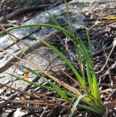 Bulbine glauca at Tennent, ACT - 18 Feb 2016