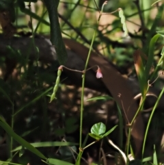 Pullenia gunnii (A Tick-Trefoil) at Tennent, ACT - 18 Feb 2016 by KenT