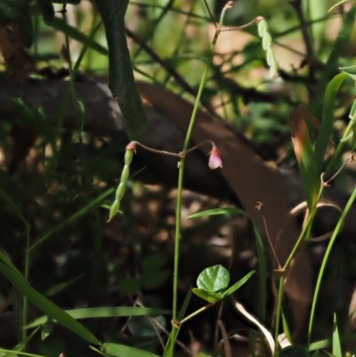Pullenia gunnii (A Tick-Trefoil) at Tennent, ACT - 18 Feb 2016 by KenT