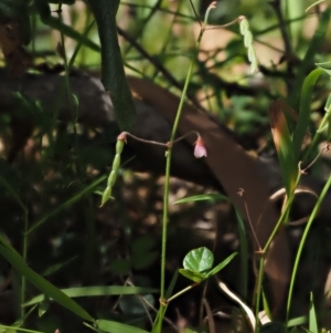 Pullenia gunnii at Tennent, ACT - 18 Feb 2016