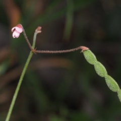 Pullenia gunnii at Tennent, ACT - 18 Feb 2016