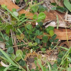 Pullenia gunnii at Tennent, ACT - 18 Feb 2016