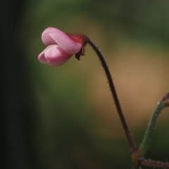 Pullenia gunnii at Tennent, ACT - 18 Feb 2016