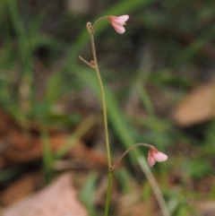 Pullenia gunnii at Tennent, ACT - 18 Feb 2016