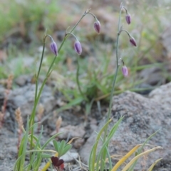 Arthropodium minus (Small Vanilla Lily) at Rob Roy Range - 2 Oct 2014 by michaelb