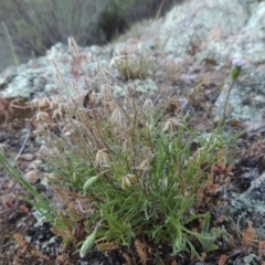 Vittadinia muelleri (Narrow-leafed New Holland Daisy) at Conder, ACT - 2 Oct 2014 by MichaelBedingfield