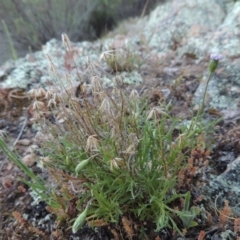 Vittadinia muelleri (Narrow-leafed New Holland Daisy) at Conder, ACT - 2 Oct 2014 by michaelb