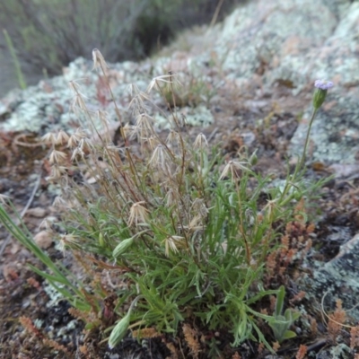 Vittadinia muelleri (Narrow-leafed New Holland Daisy) at Conder, ACT - 2 Oct 2014 by MichaelBedingfield