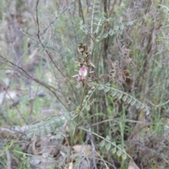 Indigofera adesmiifolia (Tick Indigo) at Rob Roy Range - 2 Oct 2014 by michaelb