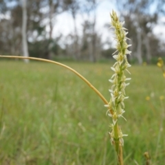 Prasophyllum petilum (Tarengo Leek Orchid) at Hall, ACT - 6 Oct 2014 by AaronClausen