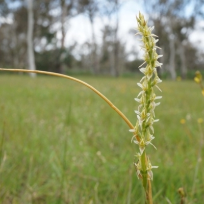 Paraprasophyllum petilum (Tarengo Leek Orchid) by AaronClausen