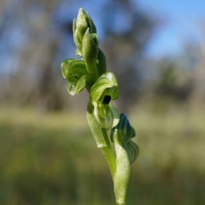 Hymenochilus bicolor (ACT) = Pterostylis bicolor (NSW) (Black-tip Greenhood) at Watson, ACT - 2 Oct 2014 by AaronClausen