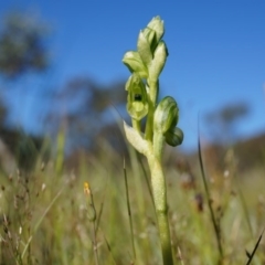 Hymenochilus bicolor at Watson, ACT - 2 Oct 2014