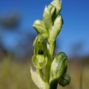 Hymenochilus bicolor (ACT) = Pterostylis bicolor (NSW) at Watson, ACT - suppressed