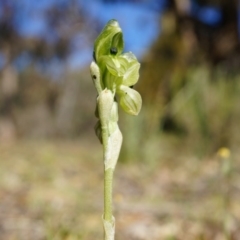 Hymenochilus bicolor (ACT) = Pterostylis bicolor (NSW) (Black-tip Greenhood) at Majura, ACT - 2 Oct 2014 by AaronClausen