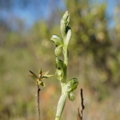 Hymenochilus bicolor (Black-tip Greenhood) at Majura, ACT - 2 Oct 2014 by AaronClausen