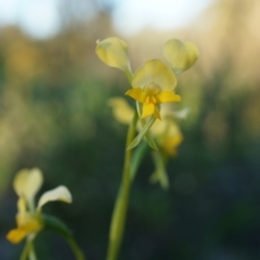 Diuris pardina (Leopard Doubletail) at Majura, ACT - 2 Oct 2014 by AaronClausen