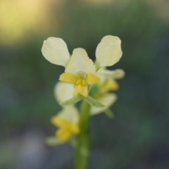 Diuris pardina at Majura, ACT - suppressed