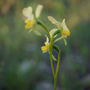 Diuris pardina at Majura, ACT - 2 Oct 2014