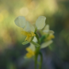 Diuris pardina at Majura, ACT - 2 Oct 2014