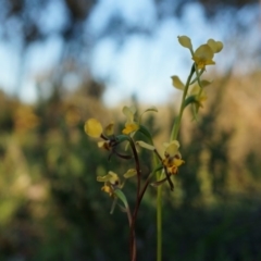 Diuris pardina at Majura, ACT - suppressed