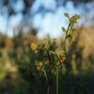 Diuris pardina at Majura, ACT - 2 Oct 2014