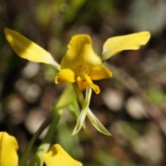 Diuris pardina (Leopard Doubletail) at Majura, ACT - 2 Oct 2014 by AaronClausen