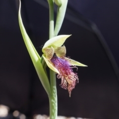 Calochilus platychilus (Purple Beard Orchid) at Black Mountain - 6 Oct 2014 by AaronClausen