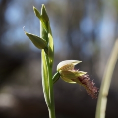 Calochilus platychilus (Purple Beard Orchid) at Canberra Central, ACT - 6 Oct 2014 by AaronClausen