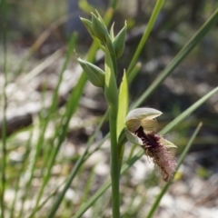 Calochilus platychilus at Canberra Central, ACT - 6 Oct 2014
