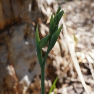 Calochilus sp. at Black Mountain - 6 Oct 2014