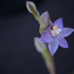 Thelymitra pauciflora (Slender Sun Orchid) at Black Mountain - 6 Oct 2014 by AaronClausen