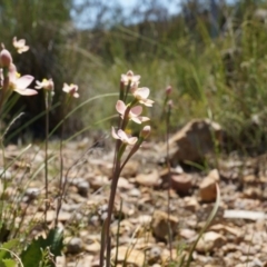 Thelymitra carnea (Tiny Sun Orchid) at Black Mountain - 6 Oct 2014 by AaronClausen