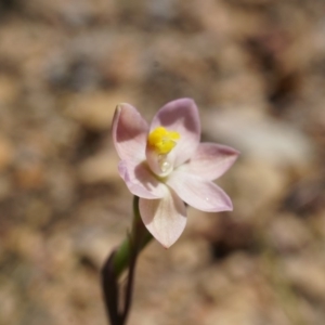 Thelymitra carnea at Bruce, ACT - suppressed