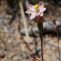 Thelymitra carnea (Tiny Sun Orchid) at Bruce, ACT - 6 Oct 2014 by AaronClausen