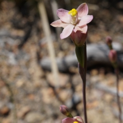 Thelymitra carnea (Tiny Sun Orchid) at Black Mountain - 6 Oct 2014 by AaronClausen