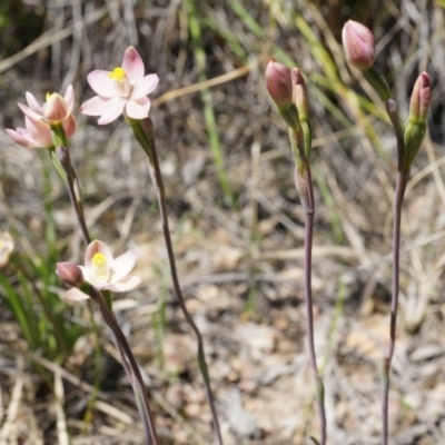 Thelymitra carnea (Tiny Sun Orchid) at Bruce, ACT - 6 Oct 2014 by AaronClausen